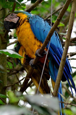 Perroquet bleu, Guayllabamba